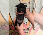 Small #43 Breeder Profile image