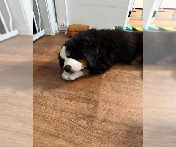 Medium Photo #3  Breeder Profile in BROOKHAVEN, MS, USA