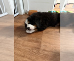 Small #2 Breeder Profile image