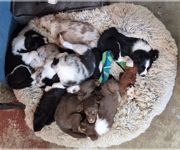 Medium Photo #9  Breeder Profile in BLUE RIVER, WI, USA