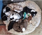 Small #8 Breeder Profile image
