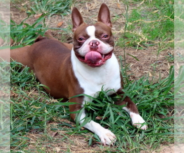 Medium Photo #9  Breeder Profile in WINNSBORO, TX, USA