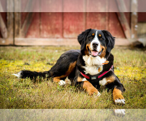 Main photo of Bernese Mountain Dog Dog Breeder near SPRINGFIELD, OR, USA