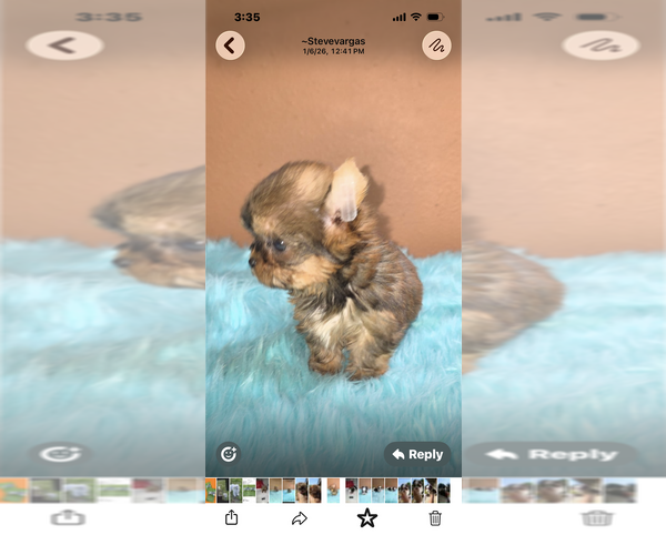 Medium Photo #9  Breeder Profile in PHOENIX, AZ, USA