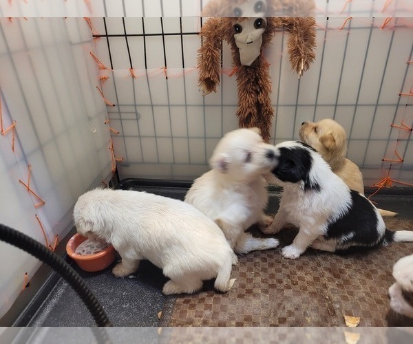 Medium Photo #73  Breeder Profile in AKRON, OH, USA