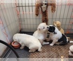 Small #72 Breeder Profile image