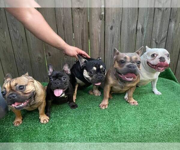 Medium Photo #1  Breeder Profile in HOUSTON, TX, USA