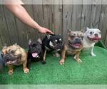 Small breeder photo