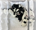 Small #2 Breeder Profile image