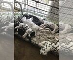 Small #9 Breeder Profile image