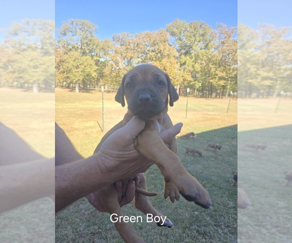 Medium Photo #36  Breeder Profile in ALBA, TX, USA