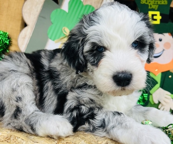 Medium Photo #11  Breeder Profile in HUNTINGTON BEACH, CA, USA