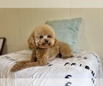 Small #6 Breeder Profile image