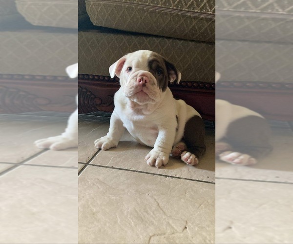 Medium Photo #1  Breeder Profile in FRESNO, CA, USA