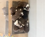 Small breeder photo