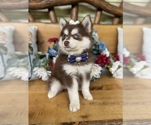 Medium Photo #39  Breeder Profile in VENUS, PA, USA