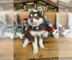 Small #38 Breeder Profile image