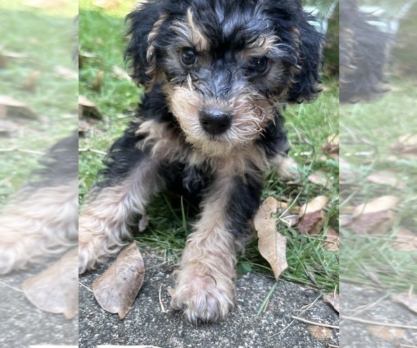 Medium Photo #3  Breeder Profile in COLUMBUS, GA, USA