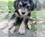 Small #2 Breeder Profile image