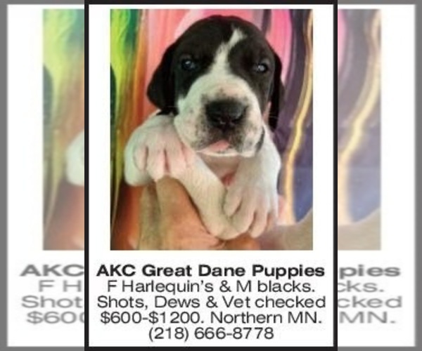Medium Photo #2  Breeder Profile in ORR, MN, USA