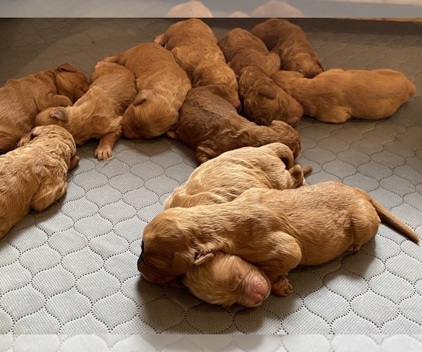 Medium Photo #1  Breeder Profile in GREAT MILLS, MD, USA