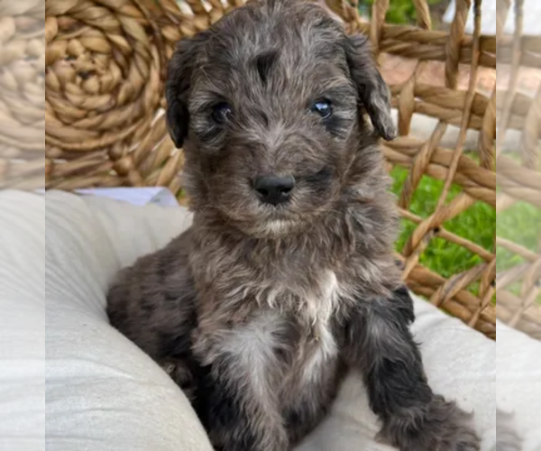 Medium Photo #21  Breeder Profile in GILBERT, AZ, USA