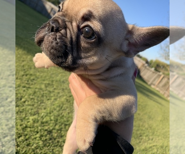 Medium Photo #1  Breeder Profile in HOUSTON, TX, USA