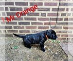 Small #33 Breeder Profile image