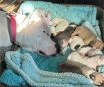 Small #13 Breeder Profile image