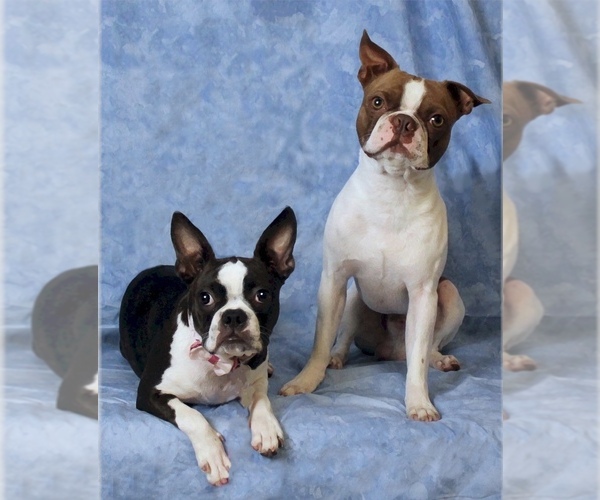Medium Photo #1  Breeder Profile in BELVEDERE, SC, USA