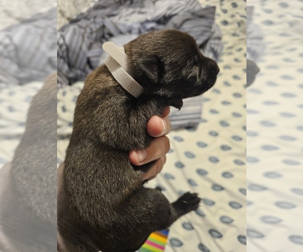 Medium Photo #23  Breeder Profile in SHICKSHINNY, PA, USA