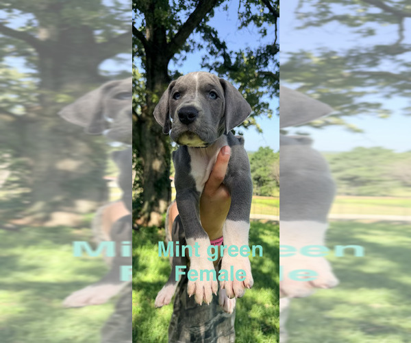 Medium Photo #20  Breeder Profile in WALNUT GROVE, MO, USA