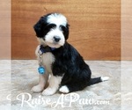 Small breeder photo
