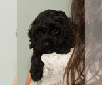 Small #8 Breeder Profile image