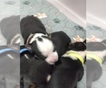 Small #13 Breeder Profile image