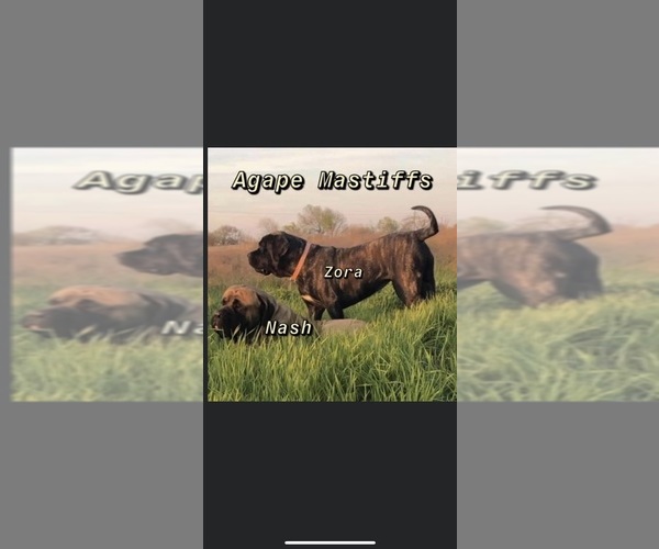 Medium Photo #17  Breeder Profile in MORRISTON, FL, USA