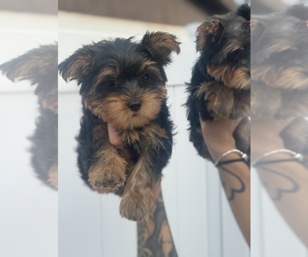 Medium Photo #18  Breeder Profile in SEFFNER, FL, USA