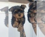 Small #17 Breeder Profile image