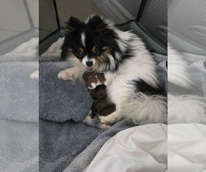 Pomeranian Dog Breeder in MENIFEE,  USA