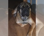 Small #6 Breeder Profile image