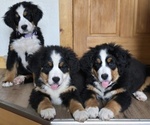 Small #23 Breeder Profile image