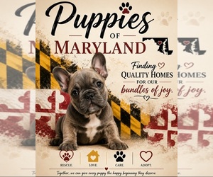 American Bully Dog Breeder near GLEN BURNIE, MD, USA