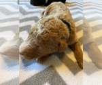 Small Photo #11  Breeder Profile in FRIENDSWOOD, TX, USA