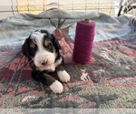 Small #4 Breeder Profile image
