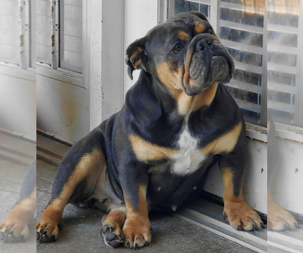 Medium Photo #1  Breeder Profile in DALLAS, TX, USA