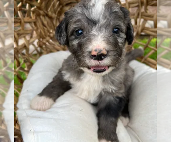 Medium Photo #8  Breeder Profile in GILBERT, AZ, USA