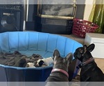 Small breeder photo