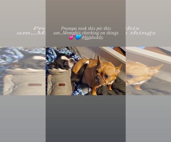 Medium Photo #1  Breeder Profile in SPFLD, MA, USA