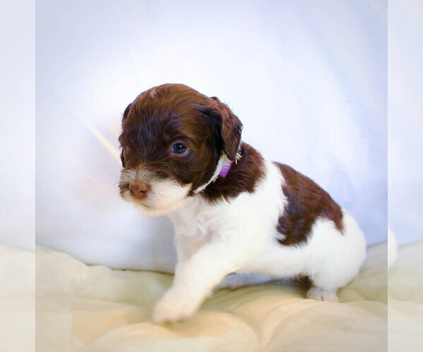 Medium Photo #1  Breeder Profile in OAKLEY, CA, USA