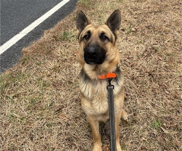 Medium Photo #5  Breeder Profile in SEAGROVE, NC, USA